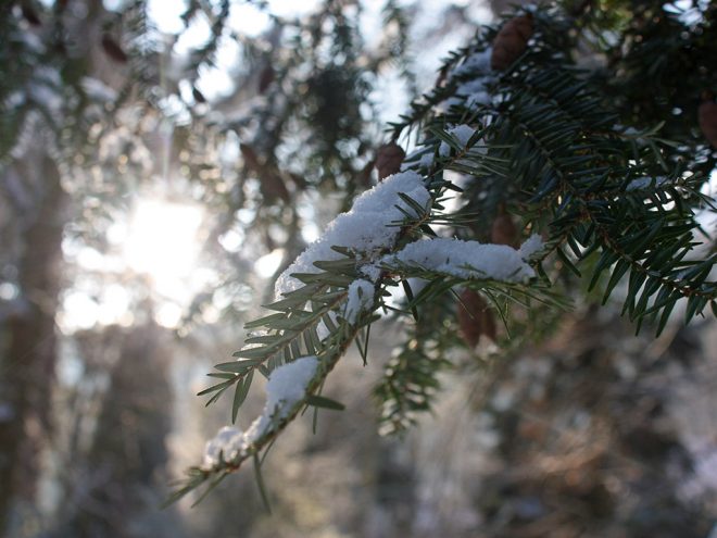 Der Winter im Ayurveda | Ayurveda Parkschlösschen Health Blog