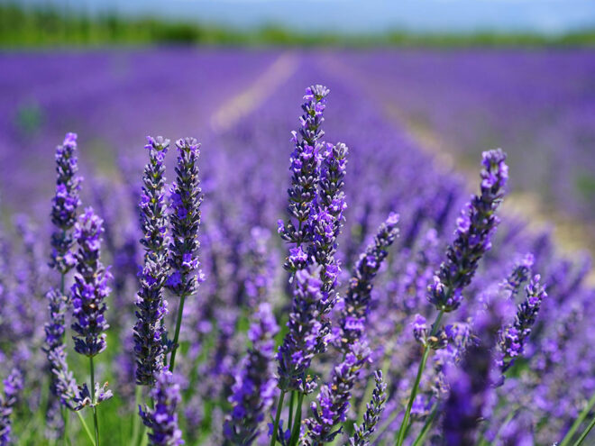 Feld mit Lavendel