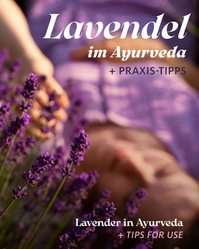 🇩🇪 LAVENDEL IM AYURVEDA 🌿 + Praxis-Tipps  Wenn wir an ayurvedische Heilpflanzen denken, dann meist an klassische indische Kräuter wie Ashwagandha, Brahmi oder Tulsi. Lavendel hingegen – eine Pflanze des Mittelmeerraums – scheint zunächst nicht in dieses Bild zu passen. In den klassischen ayurvedischen Texten findet Lavendel zwar keine Erwähnung, doch in der modernen ayurvedischen Praxis hat er inzwischen seinen festen Platz gefunden. Denn Ayurveda ist ein lebendiges System: Es ist offen für Pflanzen aus aller Welt, solange ihre Wirkung in der Anwendung im Einklang mit seinen Prinzipien steht.  ⤴️ Lesen Sie im obigen Carousel, wie Sie Lavendel zur Entspannung und Erholung einsetzen können!  ❗ BONUS-TIPP: Hochwertige MASSAGEÖLE in Bio-Qualität sind in unserem Ayurveda Onlineshop erhältlich – Link in Bio!  ✦✧✦✧  🇬🇧 LAVENDER IN AYURVEDA 🌿 + Tips for Use  When we think of Ayurvedic medicinal plants, classic Indian herbs such as ashwagandha, brahmi or tulsi usually come to mind. Lavender, on the other hand – a plant native to the Mediterranean region – does not seem to fit into this picture at first glance. Lavender is not mentioned in the classic Ayurvedic texts – and yet it has now found a place in modern Ayurvedic practice. This is because Ayurveda is a living system: it is open to plants from all over the world, as long as their effects are in harmony with its principles.  ⤴️ Read in the carousel above how you can use lavender to promote rest and relaxation!  ❗ BONUS TIP: High-quality organic MASSAGE OILS are available in our Ayurveda online shop – link in bio!  📷 Grafik/graphics: FREEPIK  • • • • • • • •  #hotelinspiration #luxuryspa #kurhotel #ayurvedahotel #ayurvedaretreat #ayurvedaresort #ayurvedawellness #medicalwellness #ayurvedadetox #ayurvedadeutschland #ayurvedaparkschloesschen #ayurvedaparkschlösschen #lavendel #ayurvedicmedicine